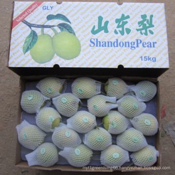 Green Shandong Pear Wholesale Price